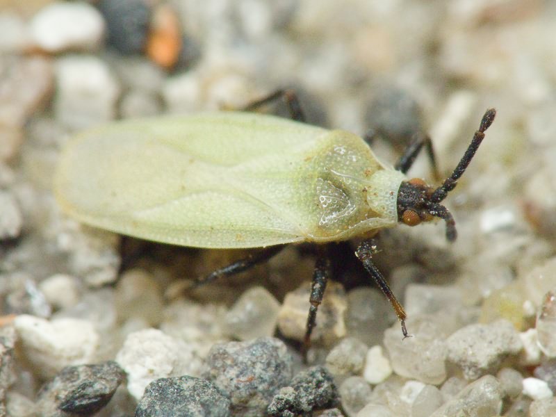 Catoplatus nigriceps Horváth, 1905